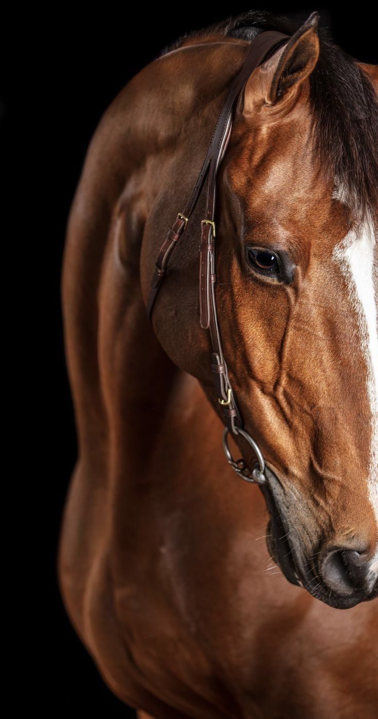 Caballo deportivo en movimiento